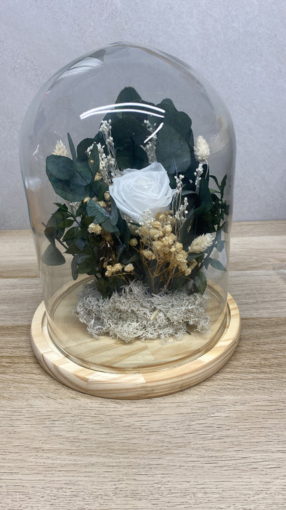 Cúpula de flor preservada eucalipto