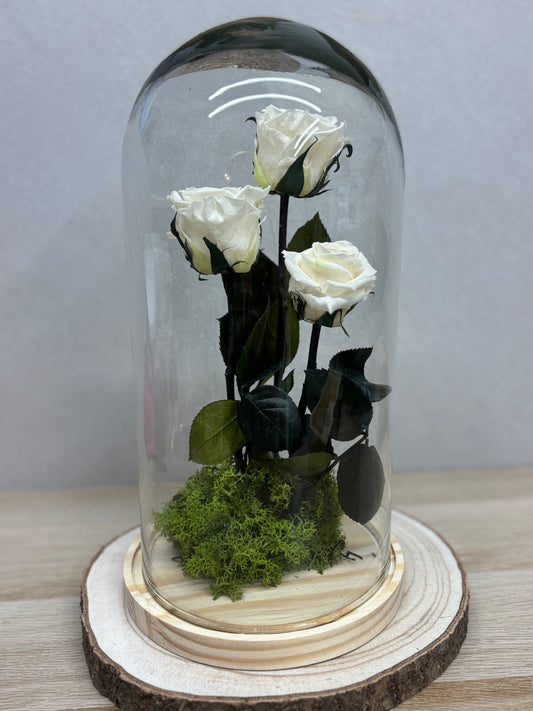 Cúpula de Rosas Preservadas Eternas – Belleza que dura para siempre